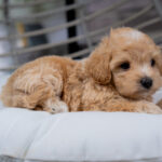 Vincent | Ruby Maltipoo for sale
