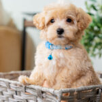 Vincent | Ruby Maltipoo for sale