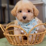 Vincent | Ruby Maltipoo for sale