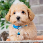 Vincent | Ruby Maltipoo for sale