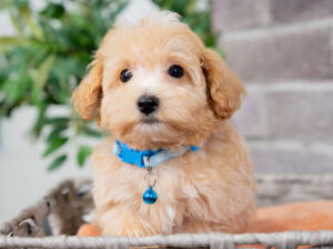 Vincent Male Maltipoo