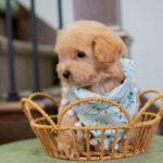 Vincent | Ruby Maltipoo for sale