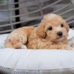 Vincent | Ruby Maltipoo for sale