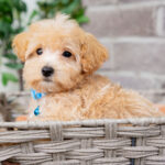 Vincent | Ruby Maltipoo for sale
