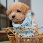 Vincent | Ruby Maltipoo for sale