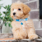 Vincent | Ruby Maltipoo for sale