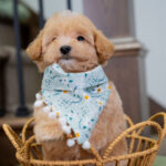 Vincent | Ruby Maltipoo for sale