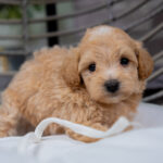 Vincent | Ruby Maltipoo for sale