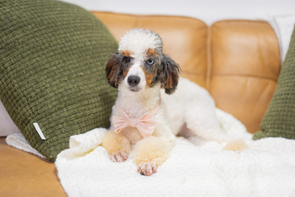 Blue Merle Parti Poodle laying on a couch