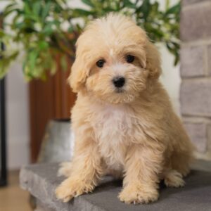 Cute maltipoo puppy sitting in front of fireplace.