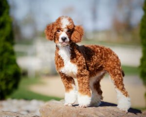 Poodle female standing on a rock for a photo