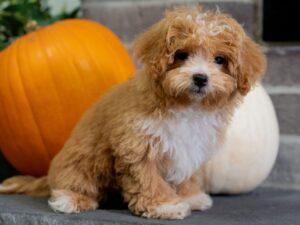 Dahlia Female Maltipoo