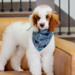 Darius | Red Parti Poodle for sale