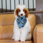 Darius | Red Parti Poodle for sale