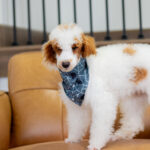 Darius | Red Parti Poodle for sale