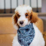 Darius | Red Parti Poodle for sale