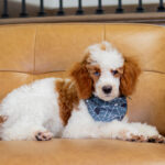 Dexter | Red Parti Poodle for sale