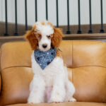 Dexter | Red Parti Poodle for sale