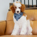 Dexter | Red Parti Poodle for sale
