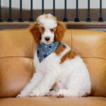 Dexter | Red Parti Poodle for sale