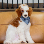Dexter | Red Parti Poodle for sale