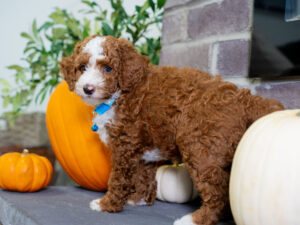 Prince Female Poodle