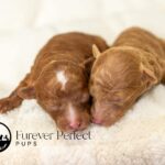 Brooklyn's Litter | Ruby Poodle for sale