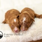 Brooklyn's Litter | Ruby Poodle for sale