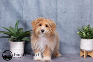 Dominic Male Maltipoo