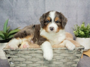 Easton Male Bernedoodle