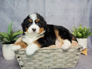 Edison Male Bernedoodle