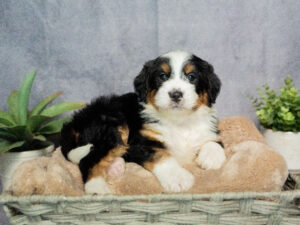 Edmund Male Bernedoodle