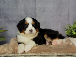 Elias Male Bernedoodle