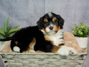 Emilia Female Bernedoodle
