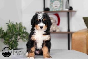 Everett Male Bernedoodle