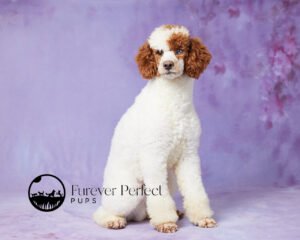 Poodle adult sitting in a photo booth