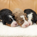 Bambi's Litter | Tri & Chocolate Merle Bernedoodle for sale