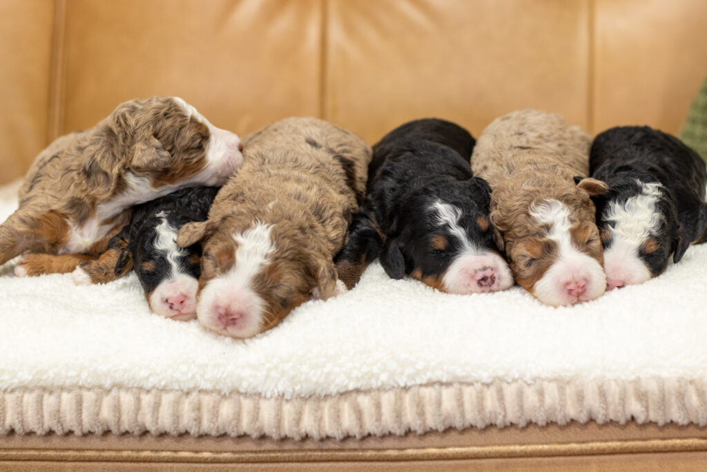 Bambi Litter 2 Scaled