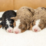 Bambi's Litter | Tri & Chocolate Merle Bernedoodle for sale