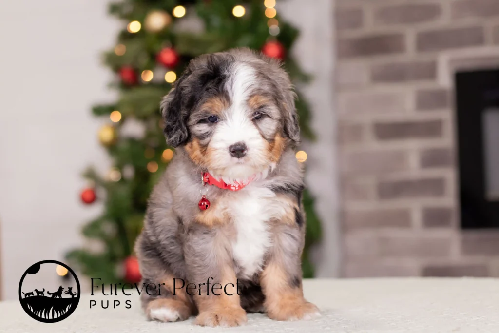 Blue Merle Bernedoodle Puppy