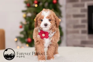 Calli Female Poodle