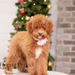 Carmen | Red Poodle for sale