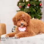 Carmen | Red Poodle for sale