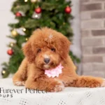 Carmen | Red Poodle for sale