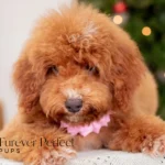 Carmen | Red Poodle for sale