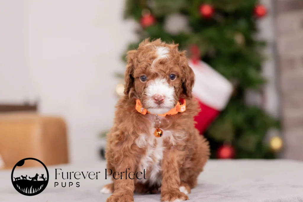 Champ | Miniature Poodle
