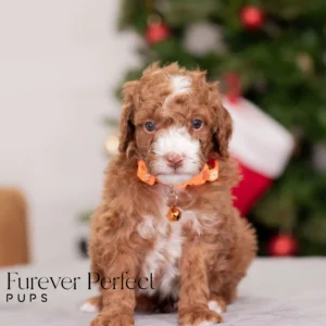 Champ | Miniature Poodle