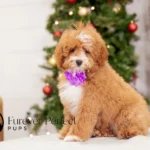 Clara | Red Parti Poodle for sale