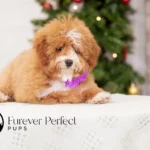 Clara | Red Parti Poodle for sale