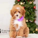 Clara | Red Parti Poodle for sale